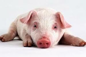 Бронхопневмонія свиней