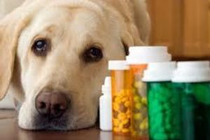 Діагностика А-гіповітамінозу у собак