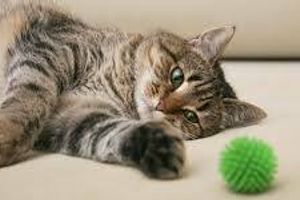 Діагностика артрозу у котів