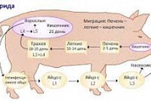Діагностика аскаридозу свиней
