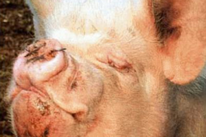 Діагностика атрофічного риніту свиней