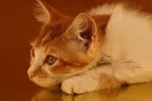 Діагностика бронхіту у котів