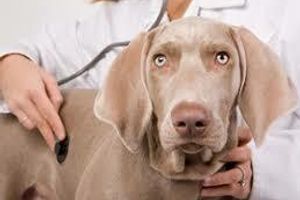 Діагностика бронхопневмонії у собак