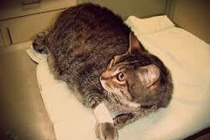 Діагностика деформуючого запалення суглоба у котів