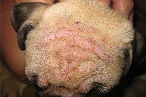 Діагностика демодекозу у собак