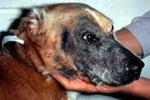 Діагностика дерматофітозу у собак