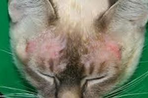 Діагностика екземи та дерматиту вушної раковини у котів