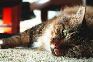 Діагностика гастроентериту кішок