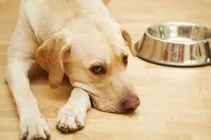 Діагностика гастроентериту у собак