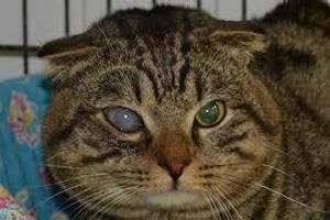 Діагностика катаракти у кішок
