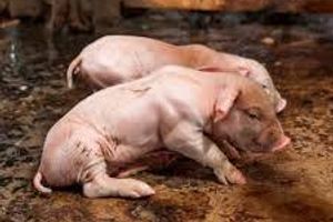 Діагностика хвороби Ауески свиней