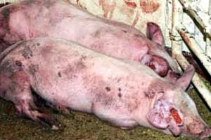 Діагностика корости свиней