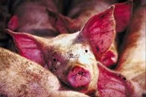 Діагностика лептоспірозу свиней