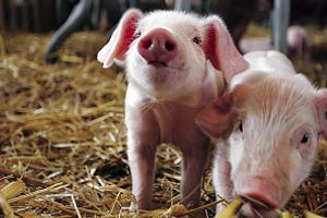 Діагностика мікотоксикозів свиней