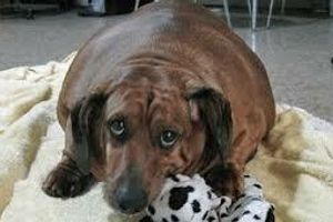 Діагностика ожиріння у собак