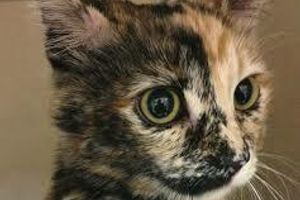 Діагностика панлейкопенії у котів