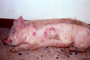 Діагностика пастерельозу свиней