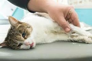 Діагностика перитоніту у котів
