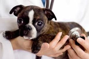 Діагностика перитоніту у собак