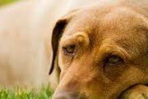 Діагностика плевриту у собак