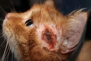 Діагностика ран у котів