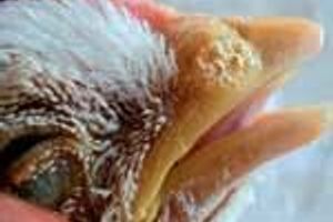 Діагностика риніту та синуситу у птахів