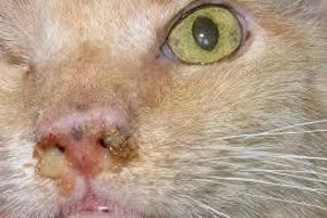 Діагностика риніту у кішок