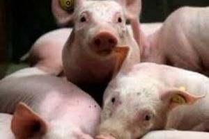 Діагностика сальмонельозу свиней