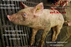 Діагностика стрептокозу свиней