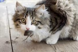 Діагностика токсоплазмозу у котів