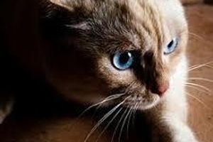 Діагностика томінксозу у котів