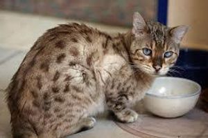 Діагностика виразкової хвороби шлунка у котів