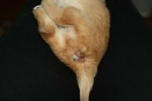Діагностика запалення параанальних залоз у кішок