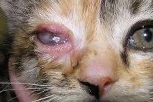Діагностика запалення повік у котів