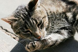 Діагностика запалення сухожиль у кішок