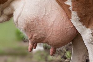 Догляд за вименем корови та своєчасна діагностика захворювань