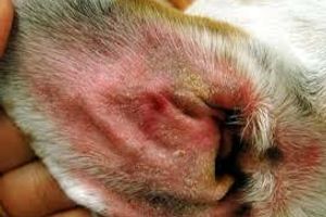 Екзема та дерматит вушної раковини у собак