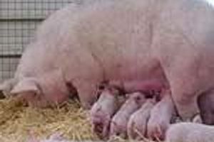 Клітковина в годуванні свиноматок