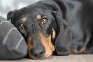 Лікування А-гіповітамінозу у собак
