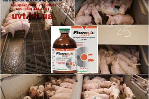 Лікування анемії свиней