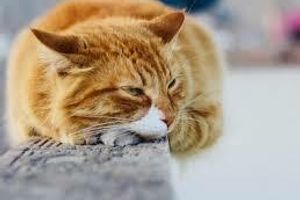 Лікування бронхіту у котів