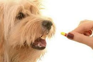Лікування бронхопневмонії у собак