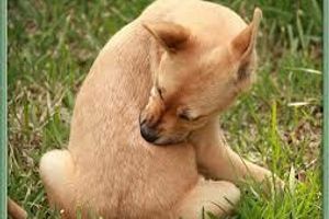 Лікування демодекозу у собак