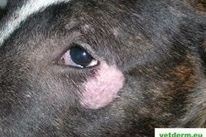Лікування дерматофітозу у собак