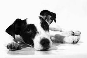 Лікування дипілідіозу у собак