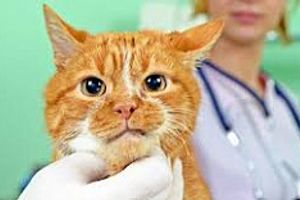 Лікування екземи у котів