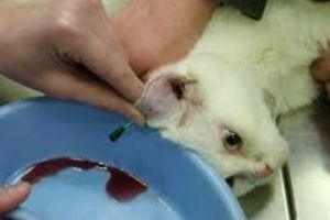 Лікування гематоми вушної раковини у котів