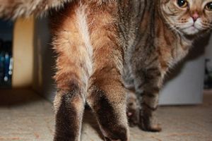Лікування гнійного запалення суглобів у котів