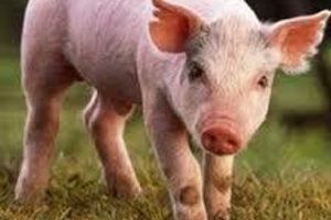 Лікування грипу свиней