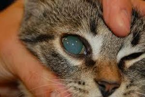 Лікування катаракти у котів